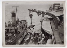 WWI Loading Live Cattle Cow on